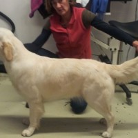 Golden Retriever Anna