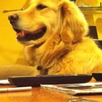 Golden Retriever is dol op gitaar
