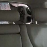 Hond heeft het niet op autowasserette