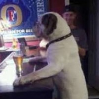 Bier voor honden