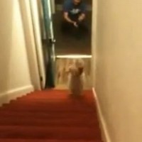 Hond heeft de broek aan