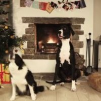 Jingle Bells, maar dan door blaffende honden