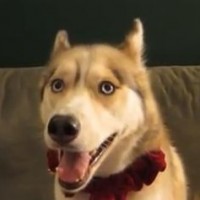 Zeer muzikale Siberische Huskies