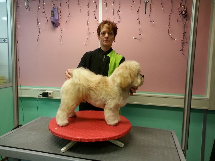 Cartier-Lhasa-Apso