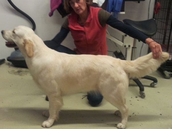 Golden Retriever Anna