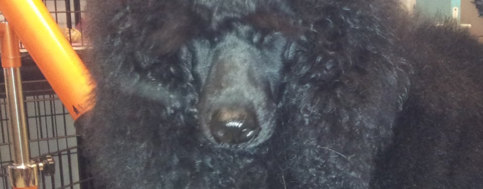 De kanjers, honden, van Agouti, deel 1