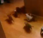 Puppy Stampede