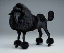 Schaap als Poedel foto doet het goed