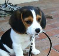 Wie wil er met me lopen?